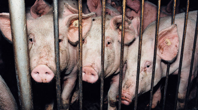 La sofferenza degli animali negli allevamenti intensivi peggiorerà con la firma del CETA Maiali dietro le sbarre in un allevamento intensivo