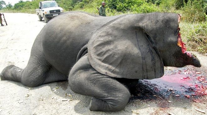 Immagine recente di bracconaggio – l’avorio è commerciato come antiquariato nella UE Immagine scioccante: un elefante le cui zanne d'avorio e metà della sua testa sono state mozzate, immagine proveniente da una strada all'interno del Parco Nazionale del Virunga