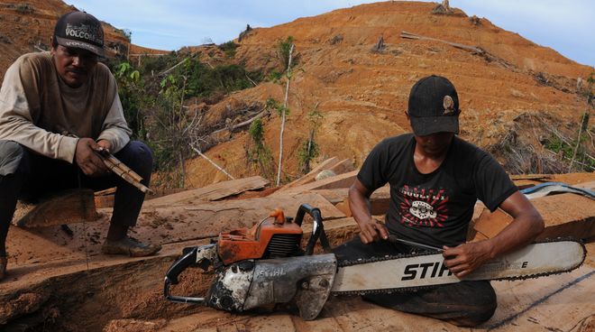Deforestazione: le motoseghe Stihl si usano in tutto il mondo Taglialegna nel Borneo con una motosega Stihl