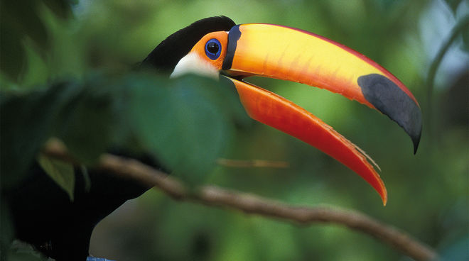 Un tucano