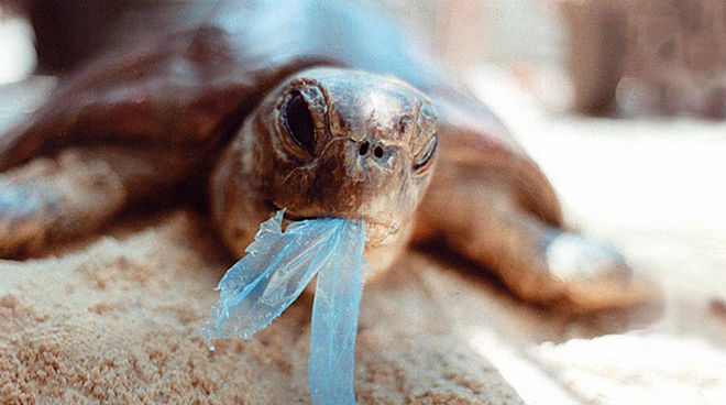 Foto: Ron Prendergast Una tartaruga ingerisce un sacchetto di plastica