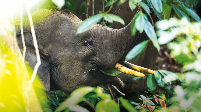 Un avvistamento unico: un elefante di Sumatra Elefante di Sumatra