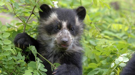 L'orso con gli occhiali delle foreste di Intag in pericolo di estinzione