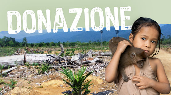 Aiutiamo a fermare l'invasione della palma da olio a Palawan