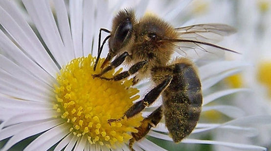 Le api sono indispensabili per la salute della nostra alimentazione