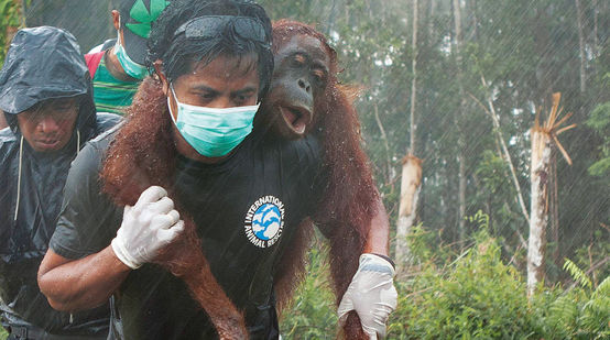 Un orango salvato in seguito agli incedi e la deforestazione in Borneo