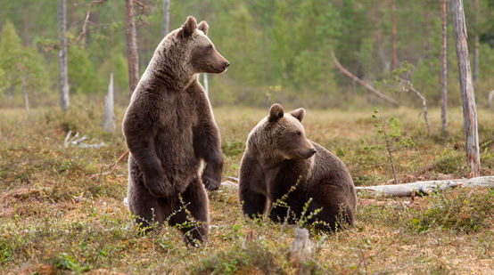 Due orsi bruni nella foresta