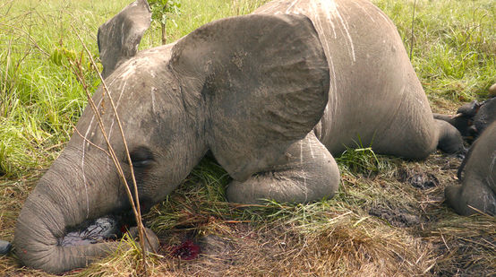 Un elefante vittima del graffico di avorio in Africa (Foto: Nuria Ortega/African Parks Network)