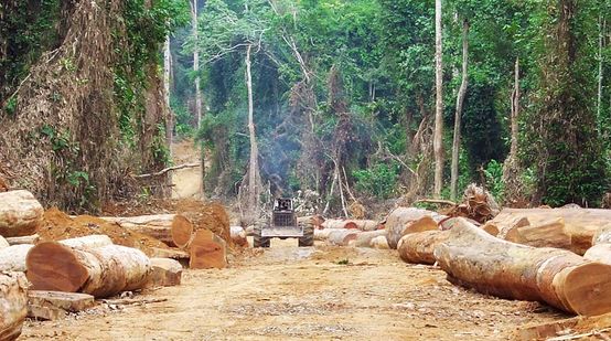 Ladri di legname in una zona deforestata