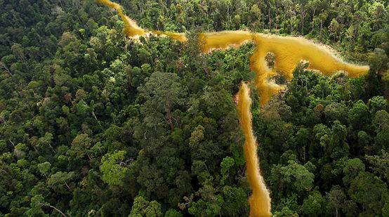 Vasta estensione di alberi verdi e il fiume che scorre all’interno della selva