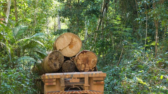 Camion carico di legname