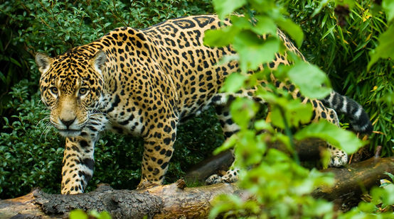 Un giaguaro nella foresta de Los Chimalaps