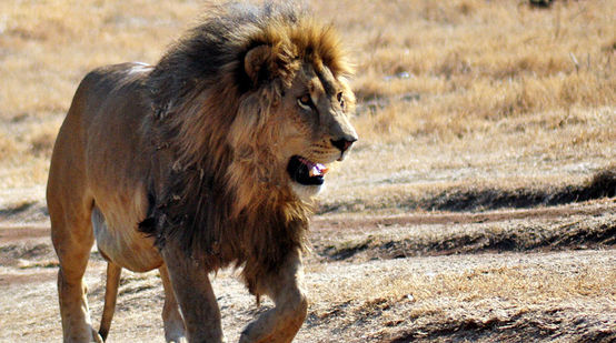 Un leone nella savana africana