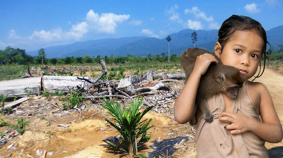 Area deforestata nell'isola di Palawan – Filippine