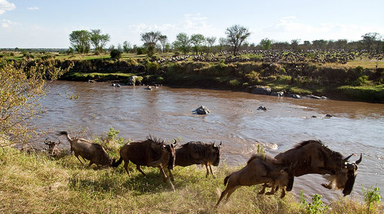 Gnu che migrano nel parco Serengeti