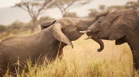 Due elefanti uniscono le loro proboscidi