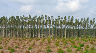 Piantagione di eucalipto in Sud Africa