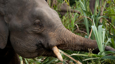 Elefante mentre mangia