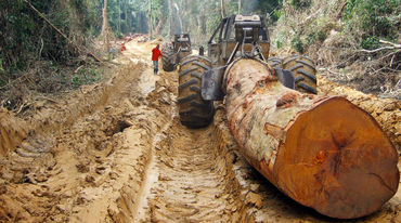 Un tronco tagliato e trasportato attraverso la foresta
