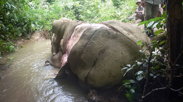 Elefante scuoiato vivo in Birmania