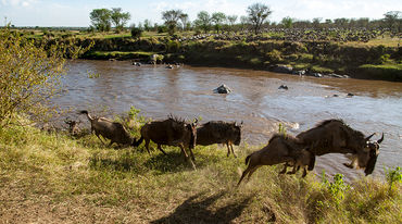 Una mandria di gnu