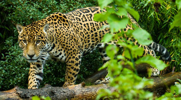 Un giaguaro nella foresta de Los Chimalaps