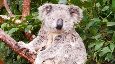 Un koala