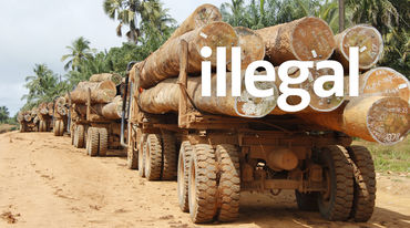 Traffico di legname in Liberia