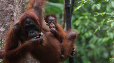 Oranghi nel Parco Nazionale Tanjung Puting, Indonesia