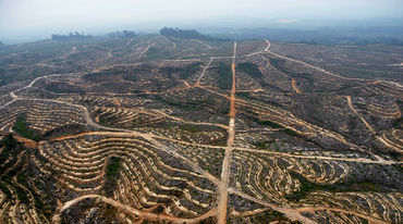 Ia devastazione di una piantagione di palma da olio in Indonesia. Foto: Wahli West Kalimatan - Indonesia
