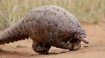 Un pangolino