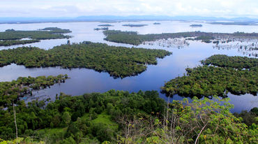 Mangrovie nel Kalimantan Occidentale Indonesia