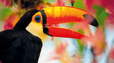 Tucano