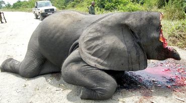 Immagine scioccante: un elefante le cui zanne d'avorio e metà della sua testa sono state mozzate, immagine proveniente da una strada all'interno del Parco Nazionale del Virunga