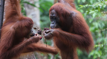 orangutan