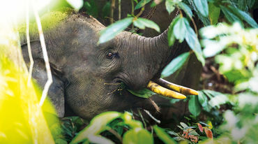 Elefante di Sumatra