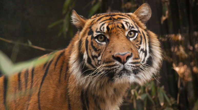 Leuser Tigre di Sumatra