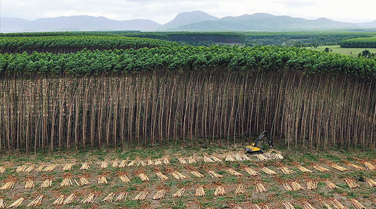 Questa non è una foresta Piantagione di alberi