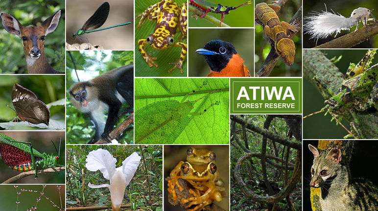 Primati rari, farfalle uniche, insetti, anfibi, uccelli – la biodiversità di Atiwa è in pericolo