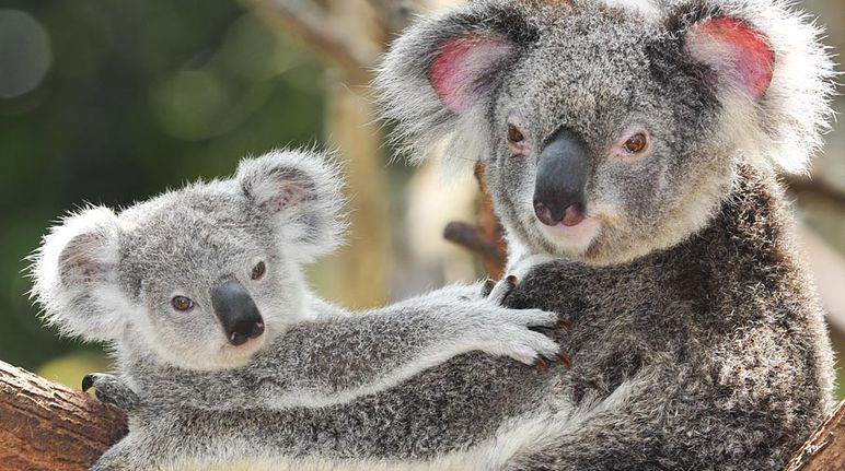 Mamma koala con il suo cucciolo in un albero