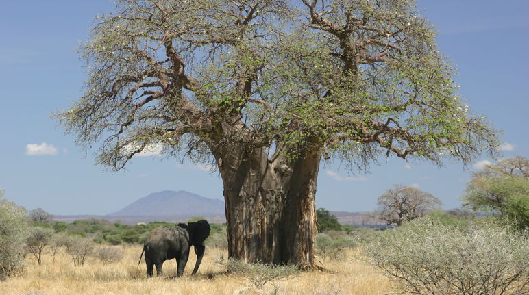 Un elefante accanto ad un baobab nella savana