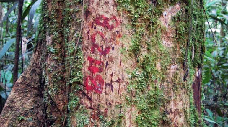 Quattro mila alberi sono gia’ stati marchiati