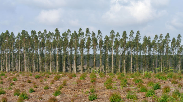 Non è una foresta, è un deserto verde Piantagione di eucalipto in Sud Africa