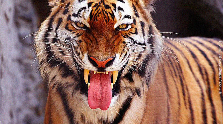 Una tigre del Bengala mostra la sua dentatura