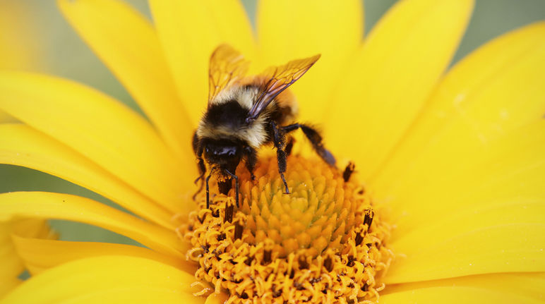 Non solo le api, anche i bombi ed altri insetti impollinatori sono seriamente minacciati dagli insetticidi neonicotinoidi. Ape impollinatrice su un fiore