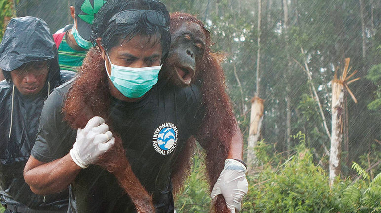 Un orango salvato in seguito agli incedi e la deforestazione in Borneo