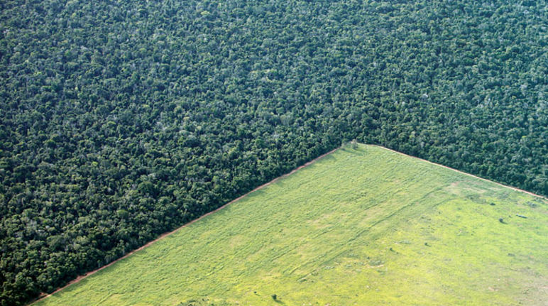 Così si distrugge la foresta in Sudamerica a causa delle monocolture Una monocoltura industriale