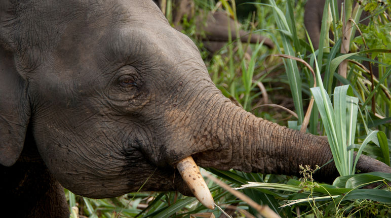 Gli elefanti pigmei erano gravemente minacciati a Sabah Elefante mentre mangia