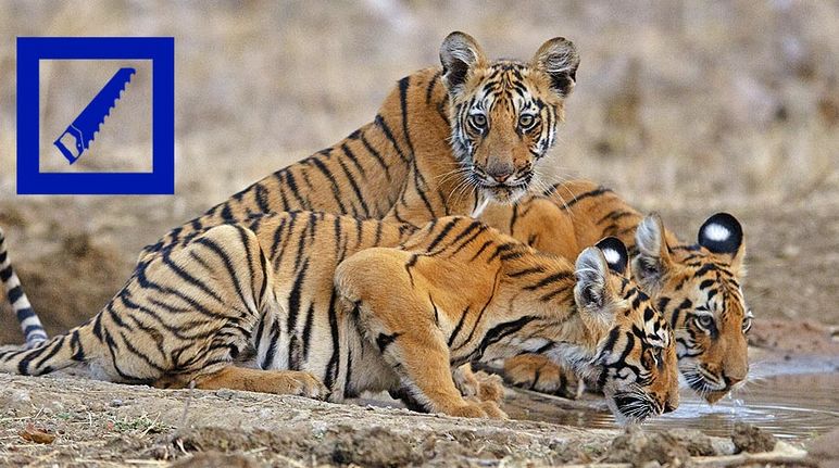 Le tigri hanno bisogno di grandi habitat per le loro esigenze alimentari. Immagine: D. Mukherjee / Greenpeace Tigri che si abbeverano