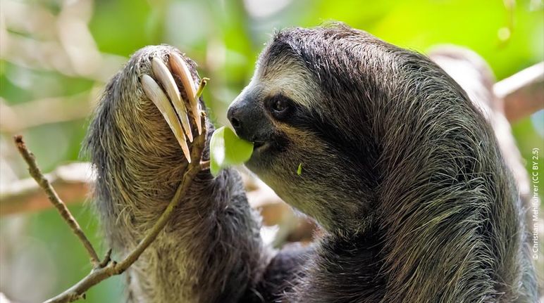 Un bradipo pigmeo in una foresta del Perù in pericolo di estinzione